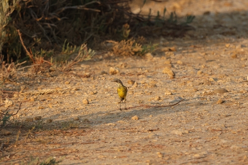 Western Yellow Wagtail