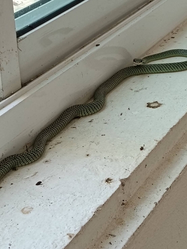 Golden Tree Snake