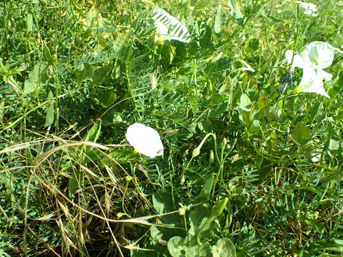 field bindweed