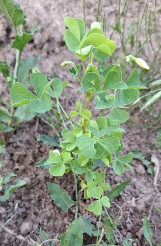 upright yellow woodsorrel