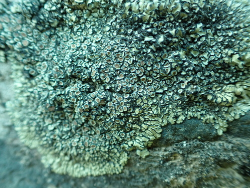 Stonewall Rim Lichen