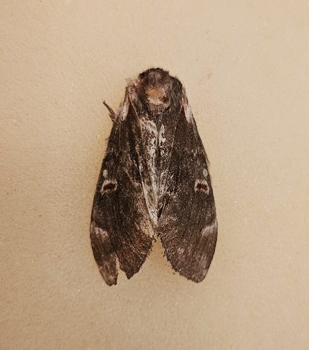 Northern Finned Prominent