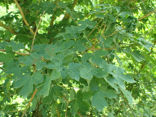 field maple