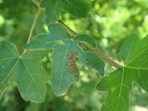 Aceria myriadeum