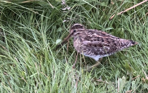 Common Snipe