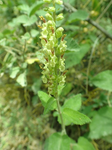 woodland germander