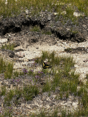 iNaturalist observation photo of Anise Swallowtail