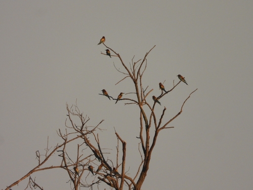 European Bee-eater