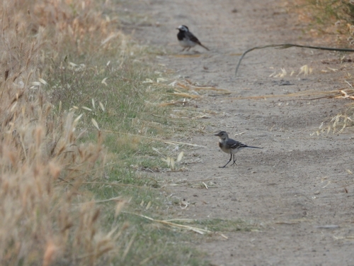 White Wagtail