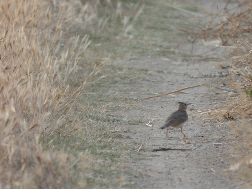 Crested Lark