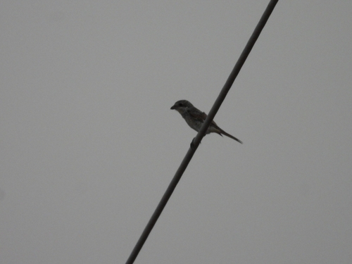 Woodchat Shrike