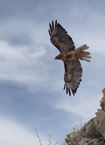 Red-tailed Hawk