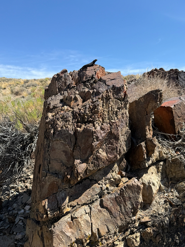 iNaturalist observation photo of Western Fence Lizard