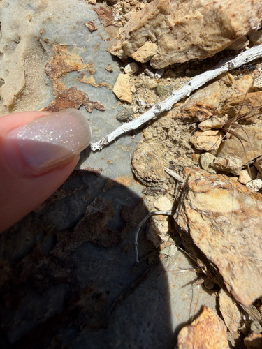 iNaturalist observation photo of Insects