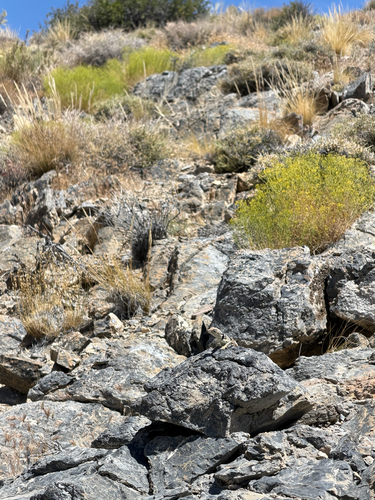 iNaturalist observation photo of Desert Collared Lizard