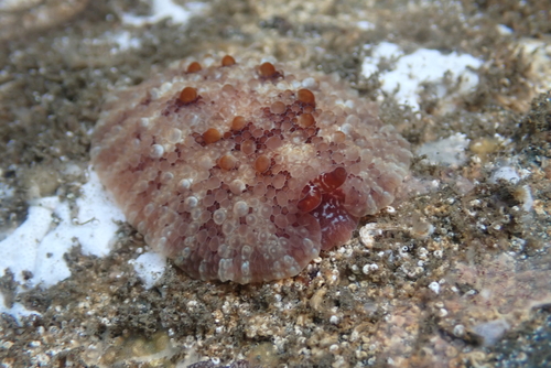 Diguet's Pleurobranchus (Pleurobranchus digueti)