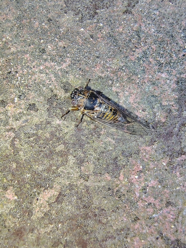 Pagiphora annulata
