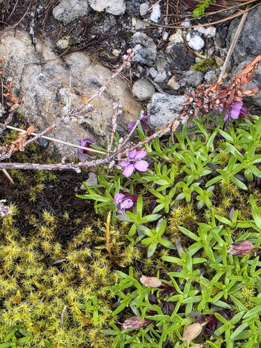 Moss Campion