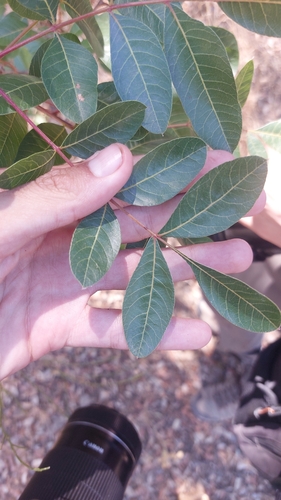 terebinth