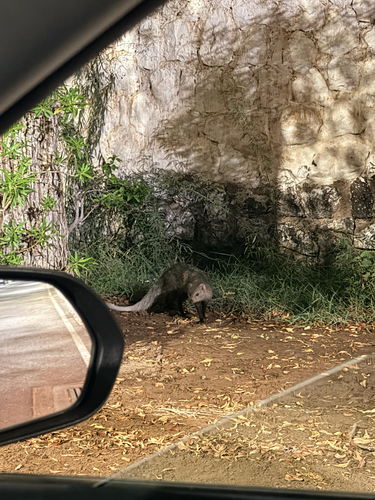 White-tailed Mongoose