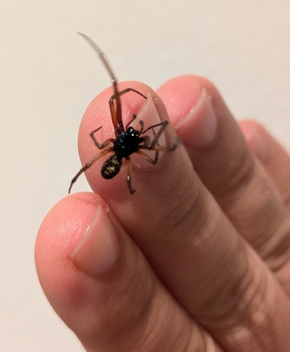 Noble False Widow