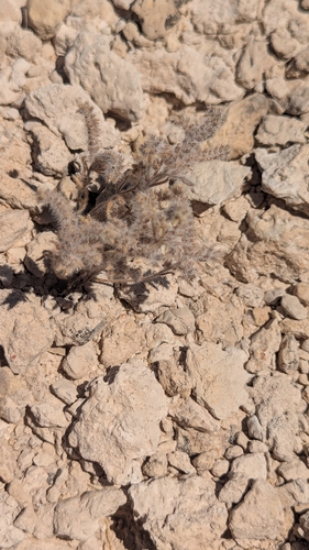 narrow-leaved cryptantha