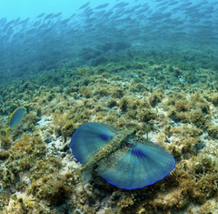 Flying gurnard