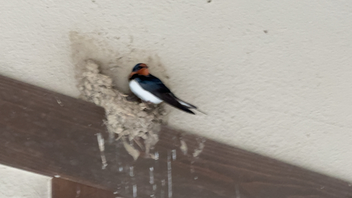 Barn Swallow