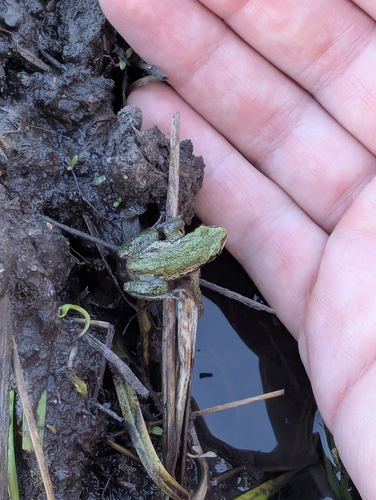 Boreal Chorus Frog