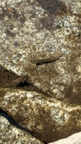 iNaturalist observation photo of Ameletus