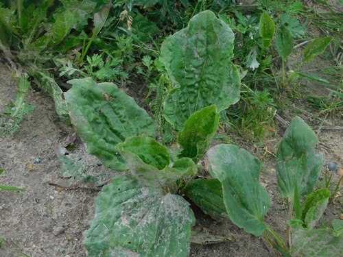 greater plantain