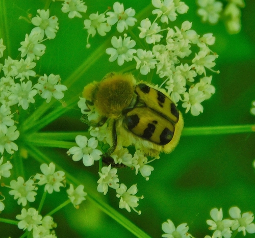 French Flower Chafer