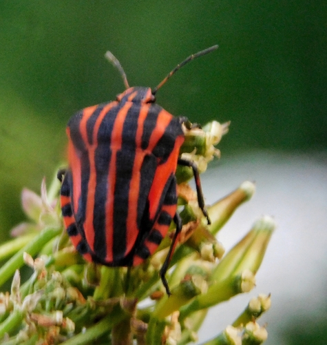 Continental Striped Shield Bug