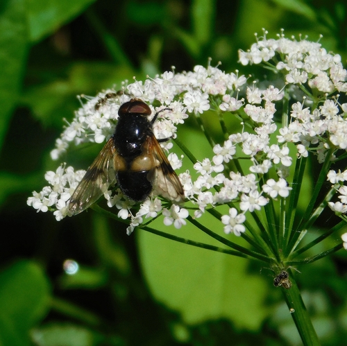 Pellucid Hover Fly