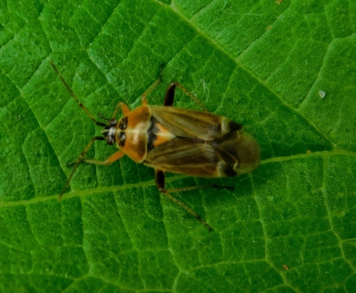 handsome plant bug