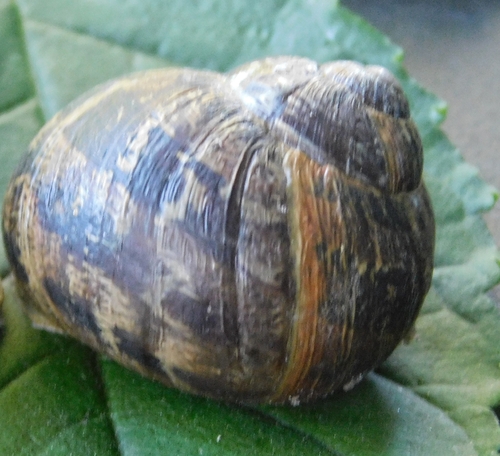 Garden Snail