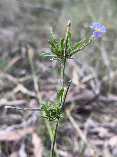 Blue Dampiera