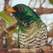 Asian Emerald Cuckoo - Photo (c) viveknaturalist, all rights reserved