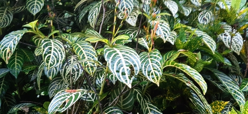 Sanchezia tigrina image