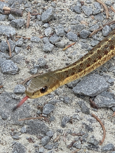 Maritime Garter Snake