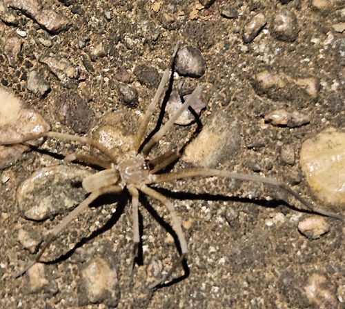 Southern House Spider