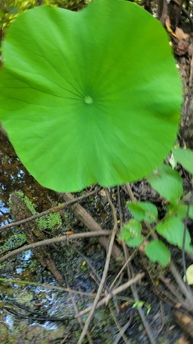 American lotus