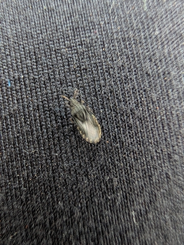 iNaturalist observation photo of True Bugs