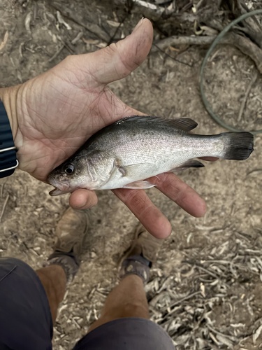 Golden Perch
