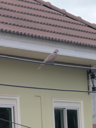 Red Collared-Dove