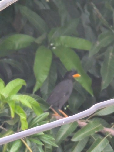 Great Myna