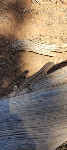 Common Sagebrush Lizard