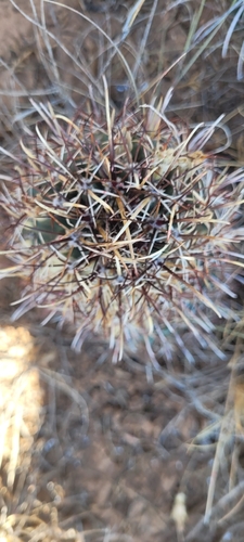 Smallflower Fishhook Cactus