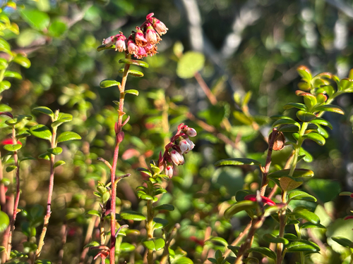 Lingonberry