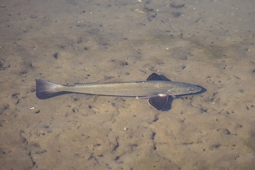iNaturalist observation photo of California Corbina